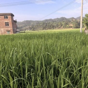 茭白苗，美人茭