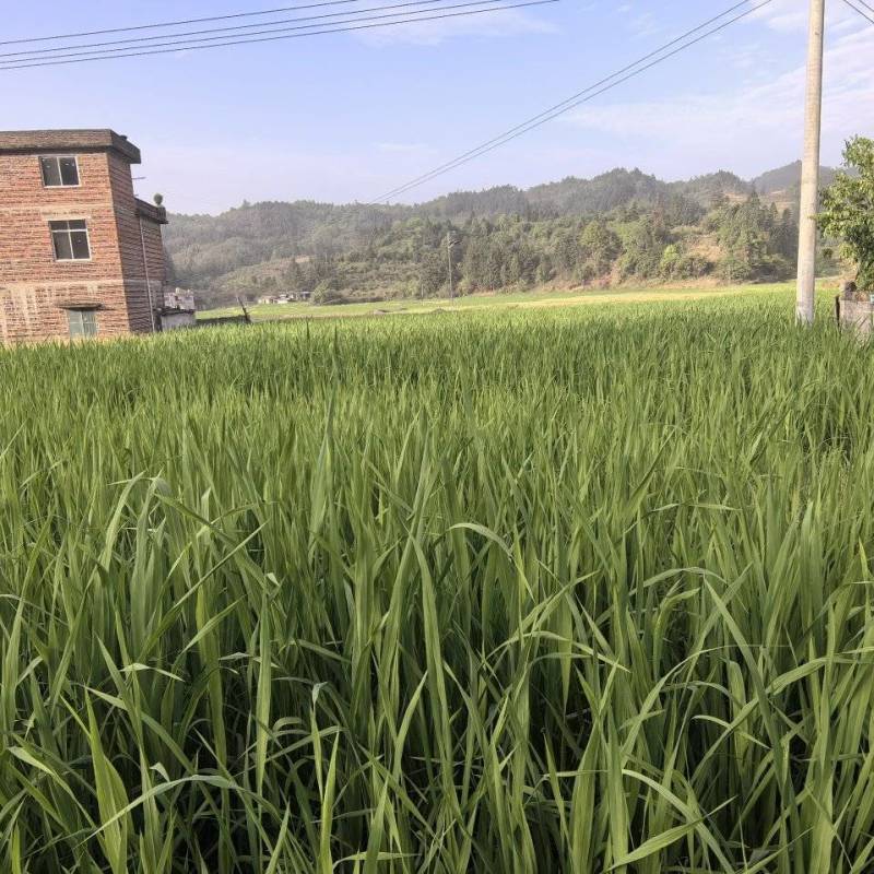 茭白苗，美人茭
