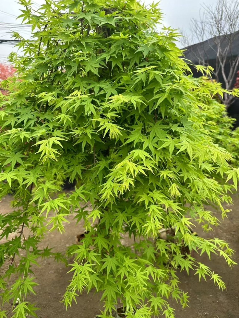 黄金流泉枫别墅庭院风景造景树