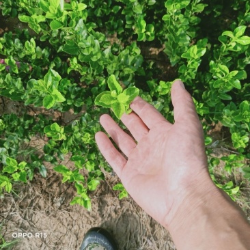 卫茅苗树苗规格齐全庭院耐寒篱笆
