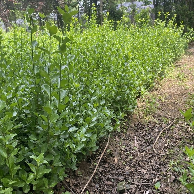 卫茅苗树苗规格齐全庭院耐寒篱笆