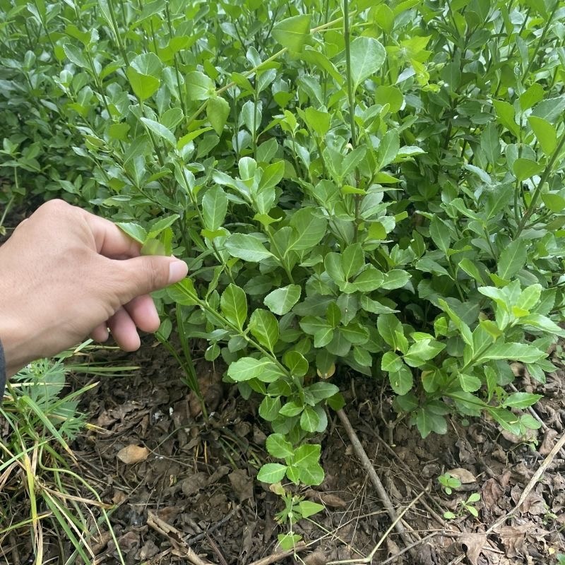卫茅苗树苗规格齐全庭院耐寒篱笆