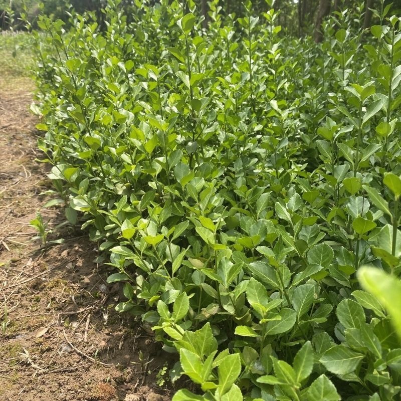 卫茅苗树苗规格齐全庭院耐寒篱笆