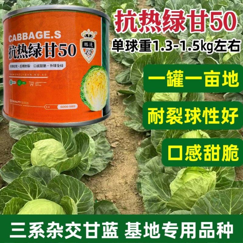 抗热绿甘50甘蓝种子耐裂球三系杂交甘蓝种籽耐热圆包菜种子