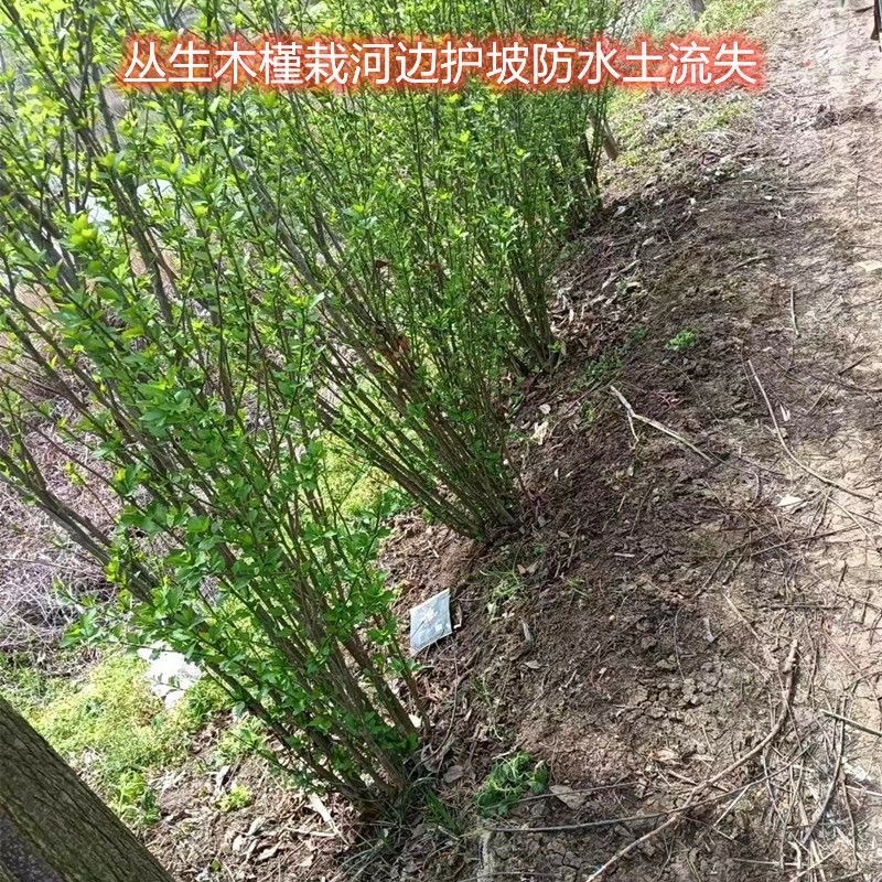 木槿树苗，平条树苗