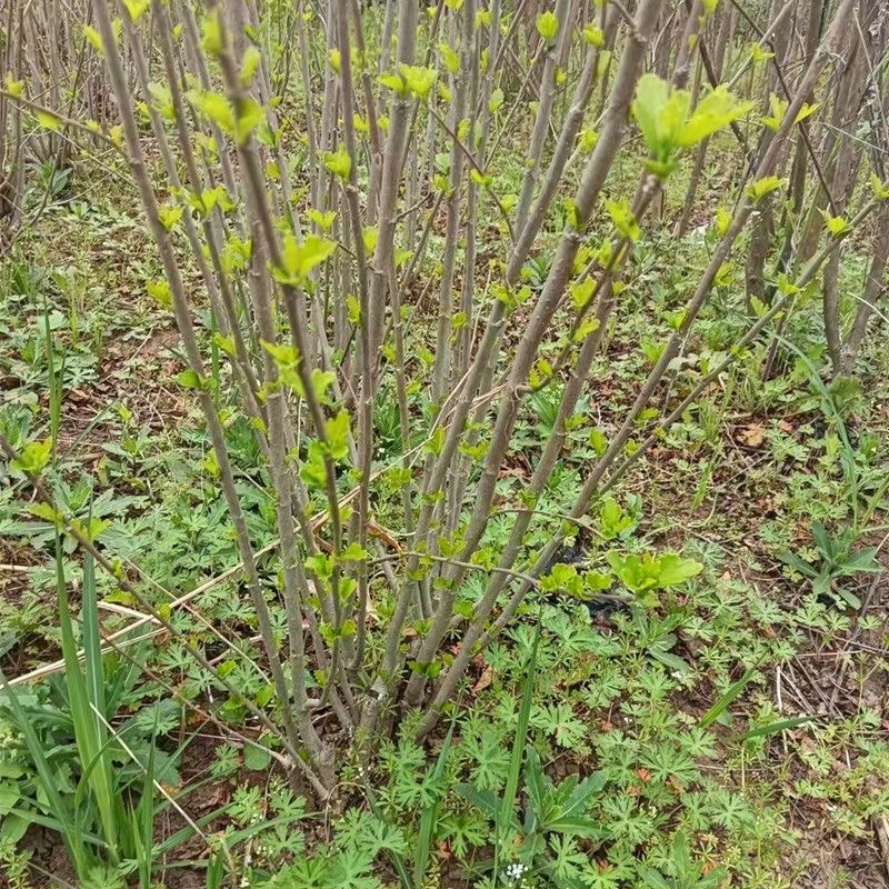 木槿树苗，平条树苗