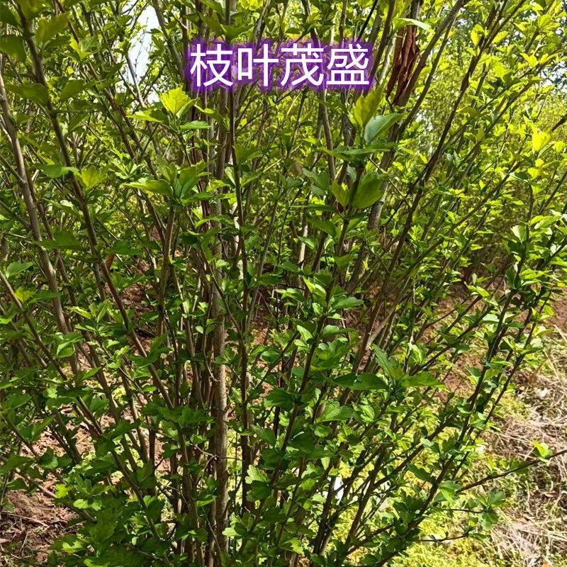 木槿树苗，平条树苗