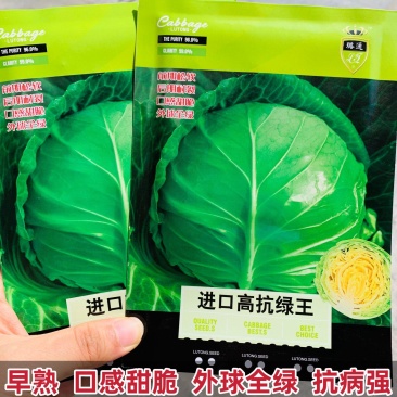 进口高抗绿王甘蓝种子早熟甜脆黄芯包菜种子外球全绿抗病强