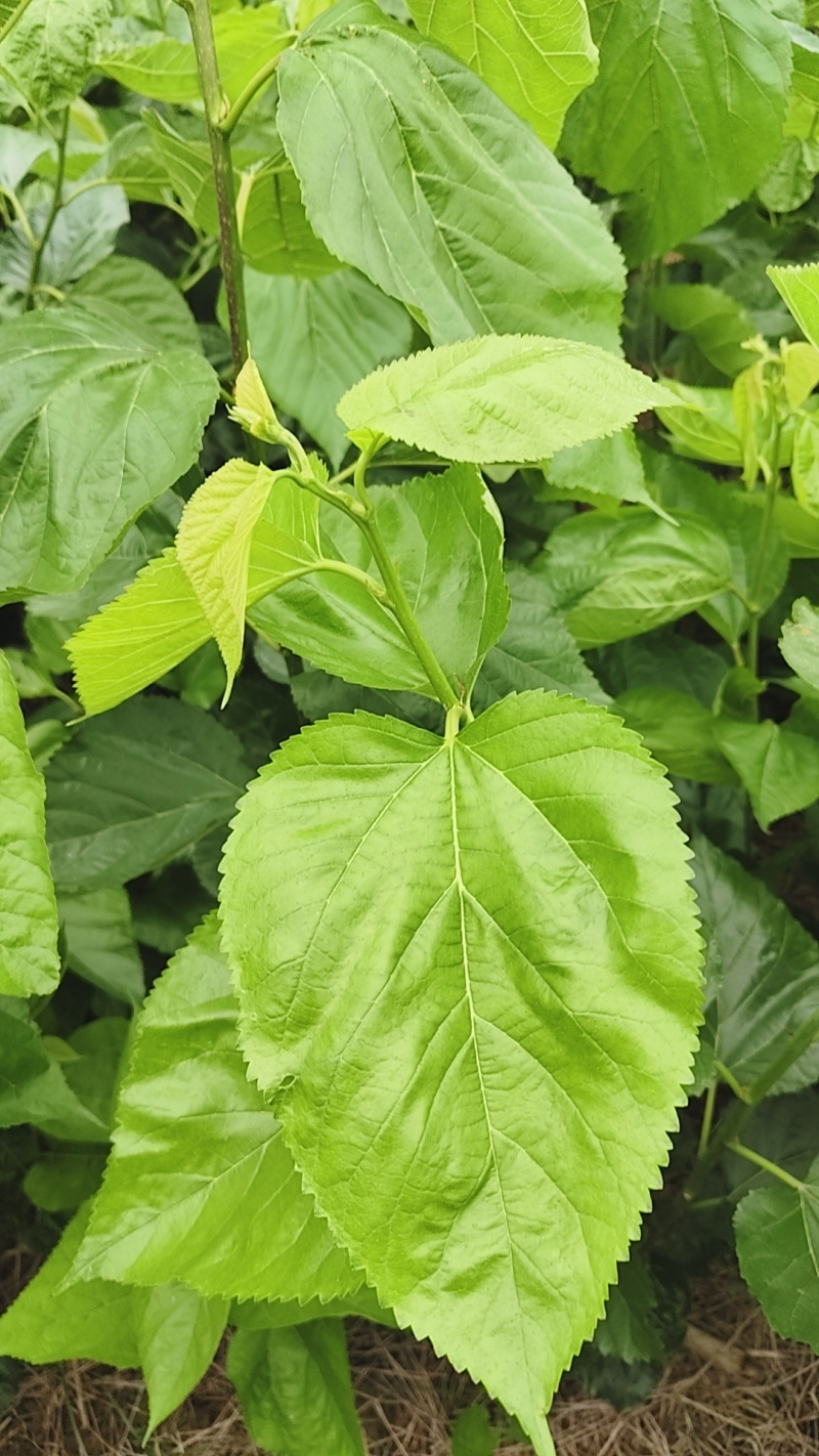 新鲜桑叶广东阳江市规模化种植基地（可长期大量供应）