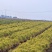 樟子松25-40公分裸根苗