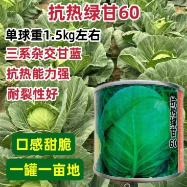 三系杂交甘蓝种子抗热绿甘60包菜种子耐裂性好口感甜脆