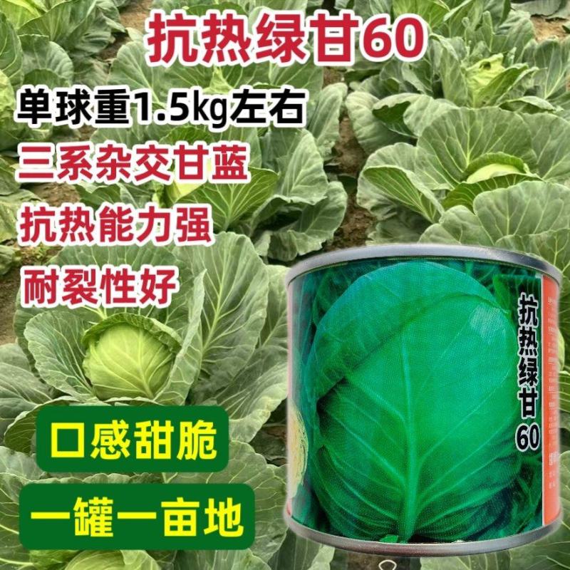 三系杂交甘蓝种子抗热绿甘60包菜种子耐裂性好口感甜脆