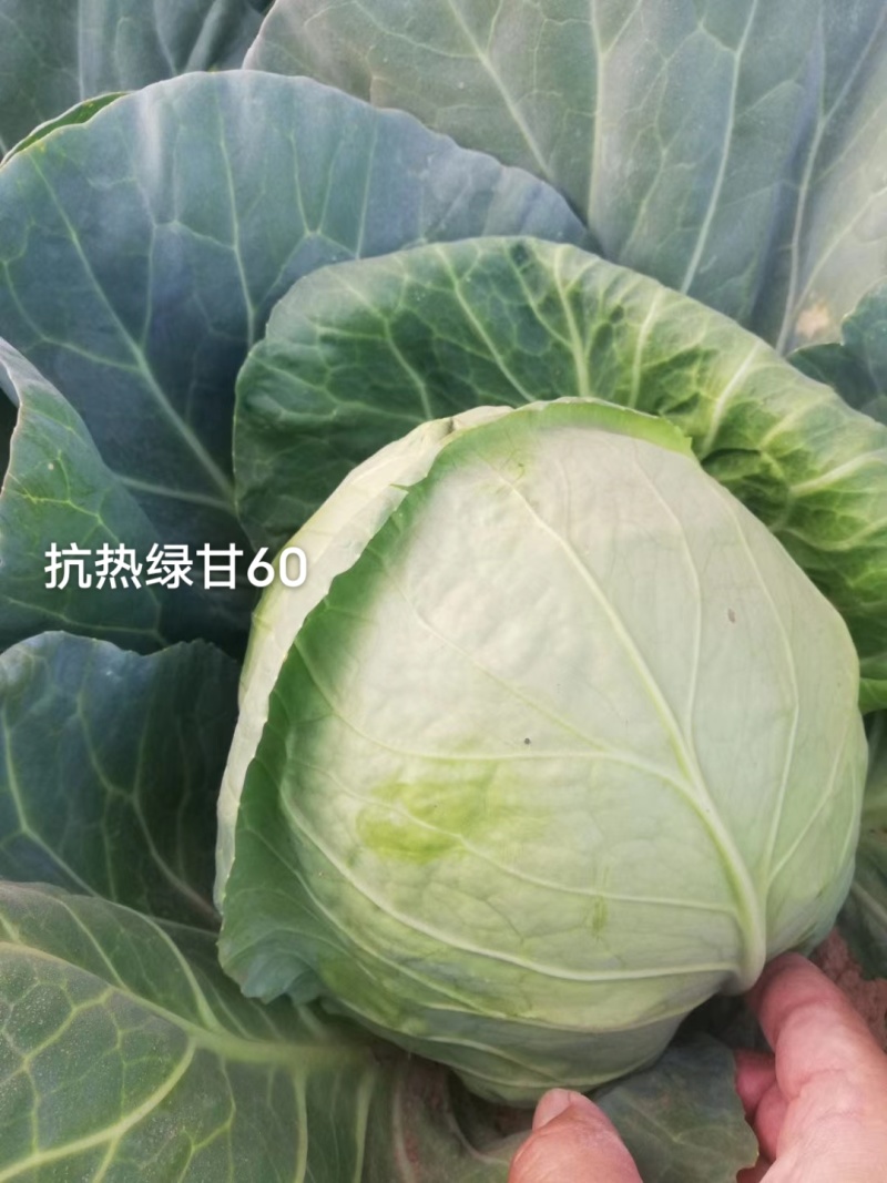 三系杂交甘蓝种子抗热绿甘60包菜种子耐裂性好口感甜脆