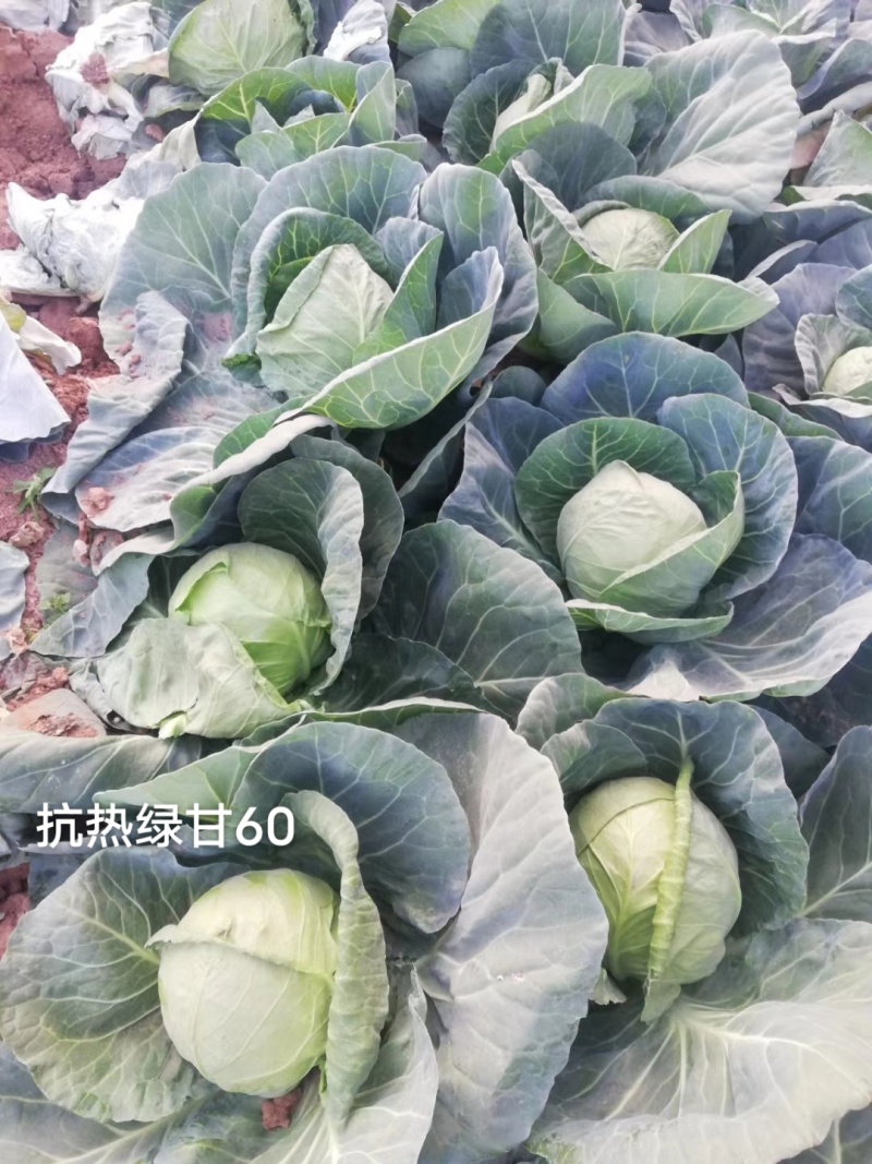 三系杂交甘蓝种子抗热绿甘60包菜种子耐裂性好口感甜脆