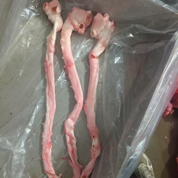 母猪黄喉