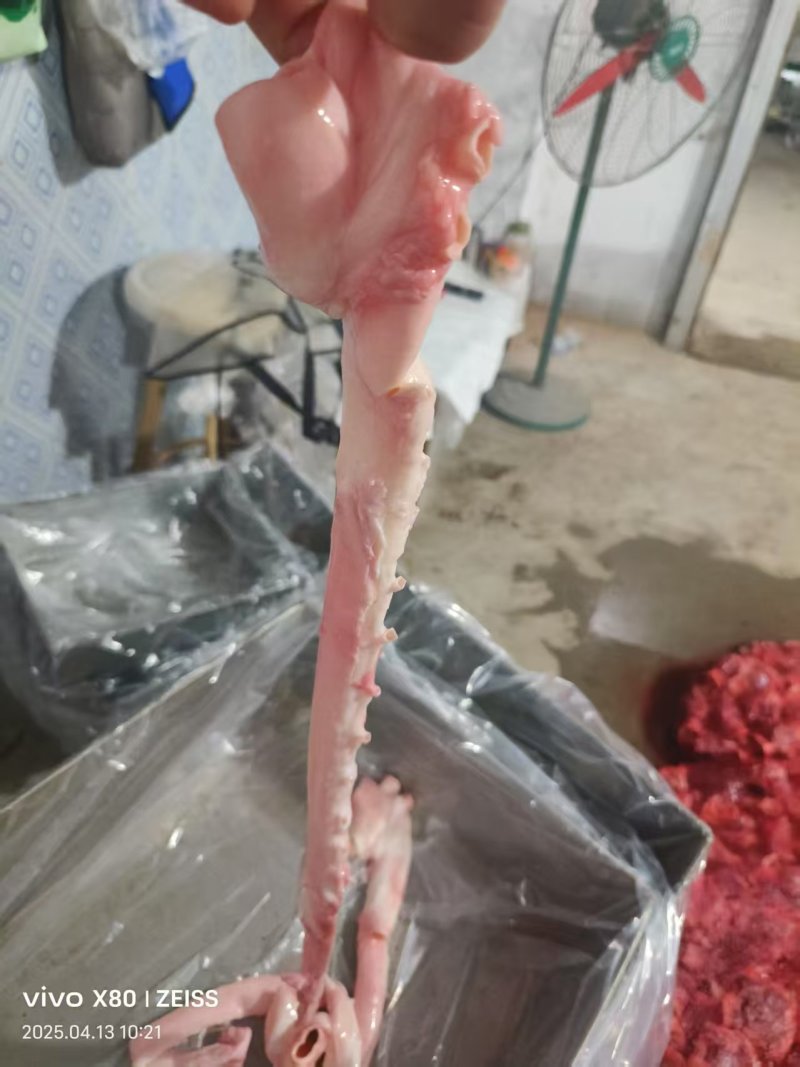 母猪黄喉