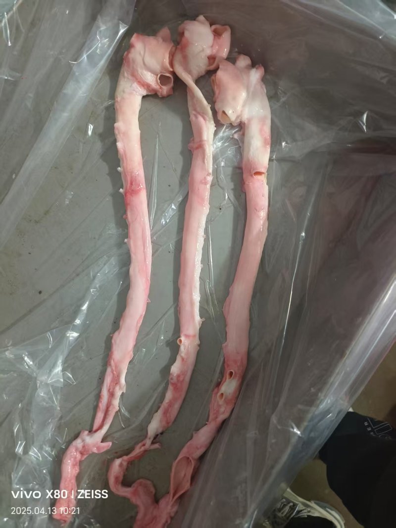 母猪黄喉