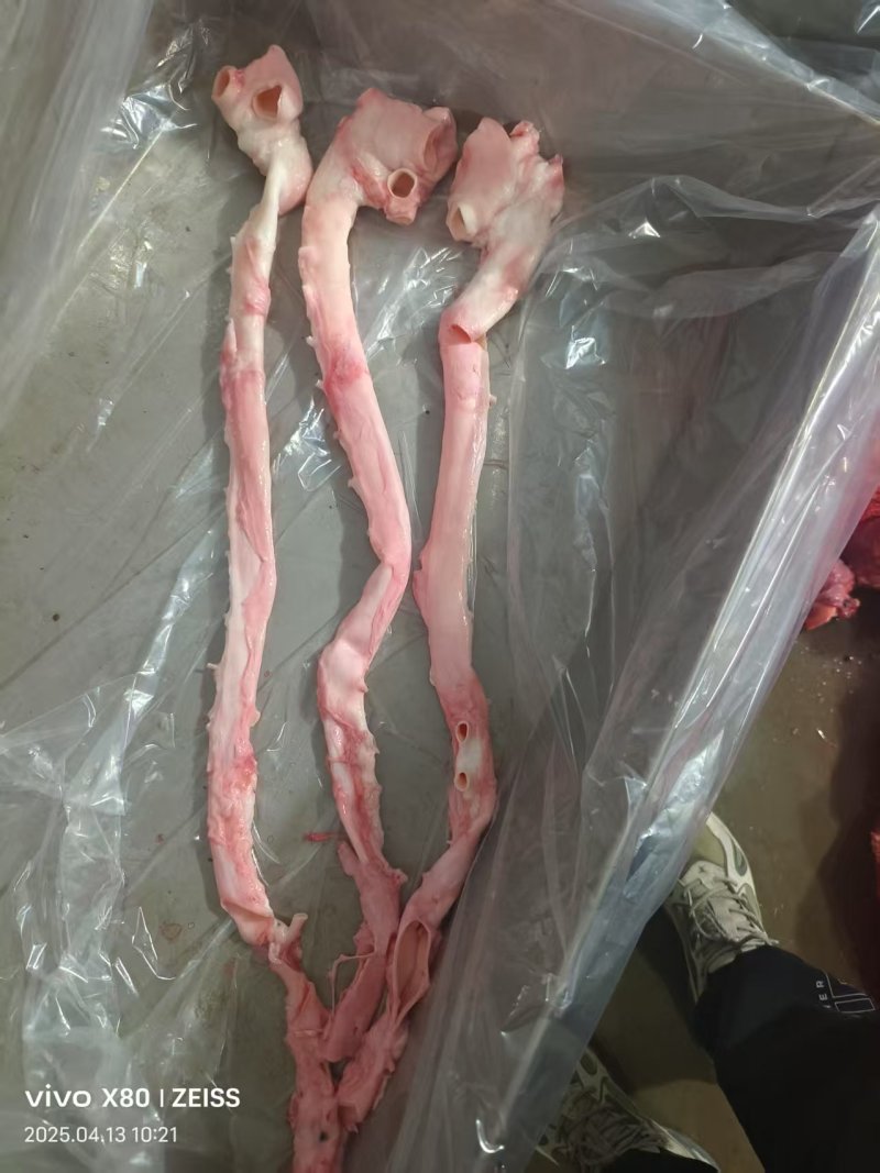 母猪黄喉