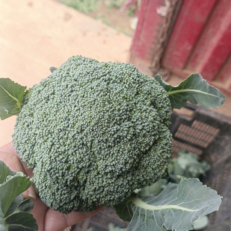 耐寒优秀西兰花