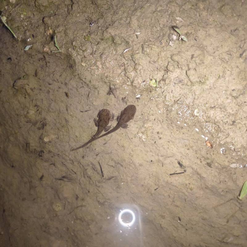 变态小四脚出售，接受预定，不发货