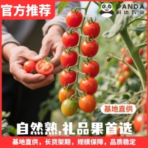 【盼达农业】超甜多彩千禧圣女果产地直供，欢迎批发