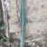 无根量天尺丫子