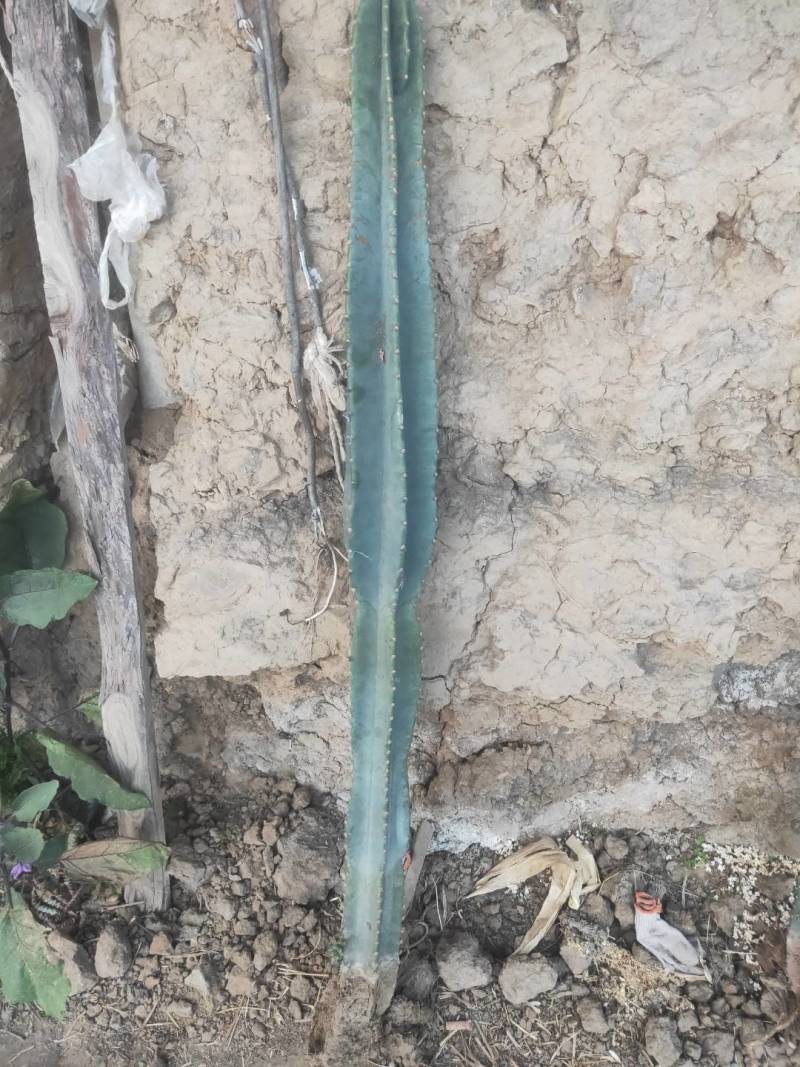 无根量天尺丫子