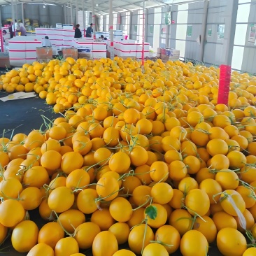 莘县甜瓜燕店香瓜博洋甜瓜羊角蜜绿宝久红瑞甜瓜产地实力供货
