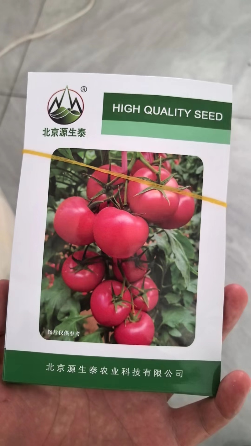 西红柿种子大果硬粉春丽骄阳冬悦哈雷早春越夏秋延越冬四季可种植