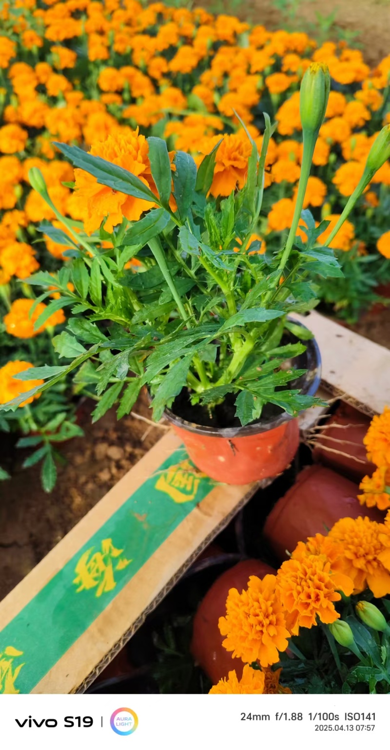 孔雀草