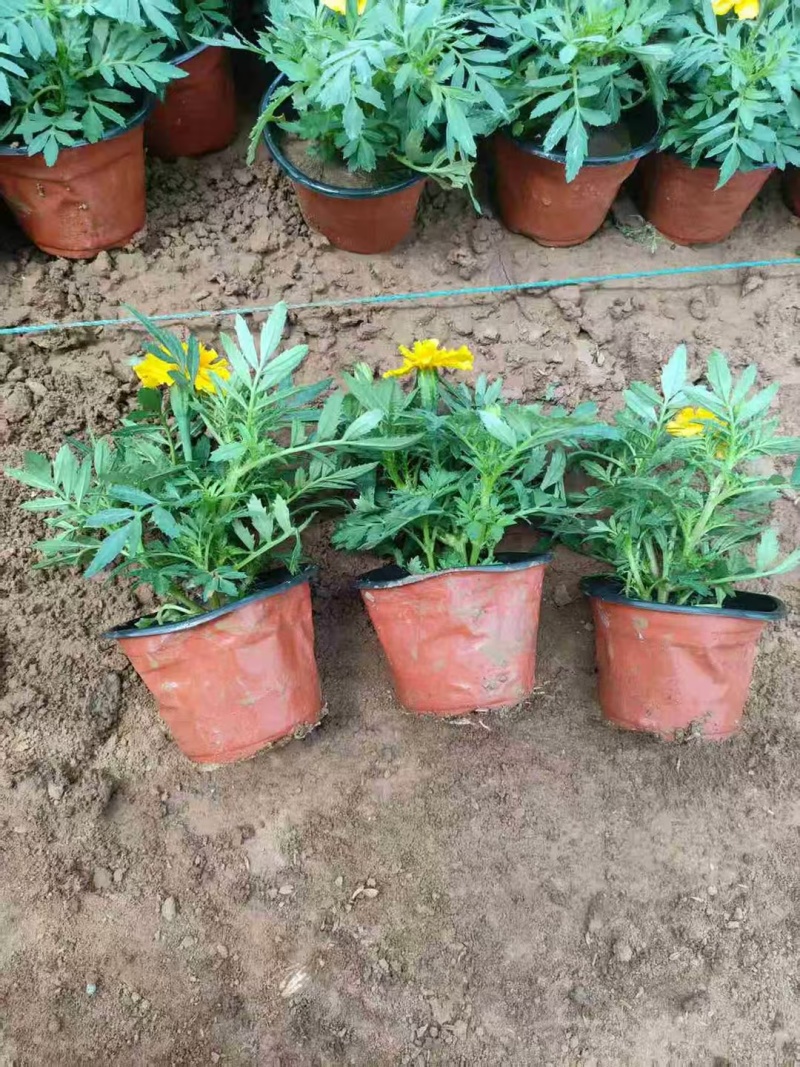 孔雀草