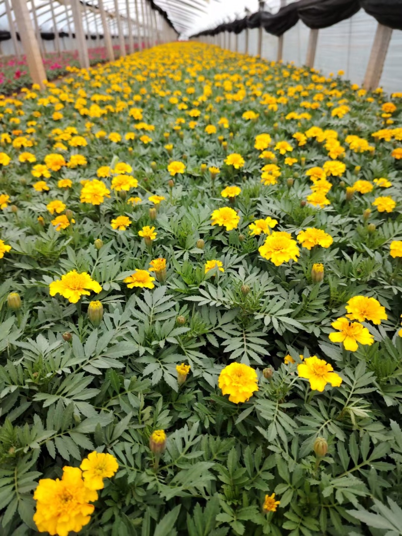 孔雀草