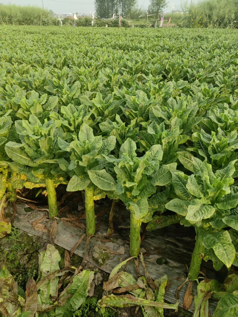 精品三青莴笋杆子，皮薄肉绿，大量上市，欢迎选购，量大质优