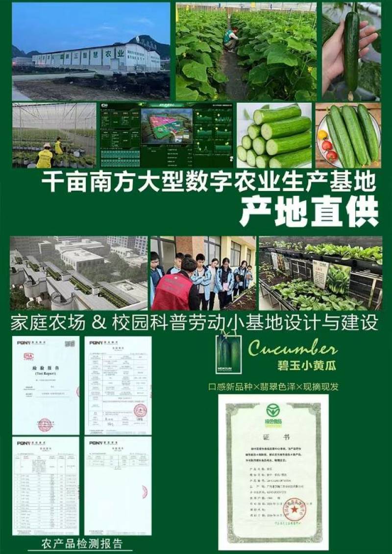 国家绿色食品认证健康美味水果黄瓜大量供应