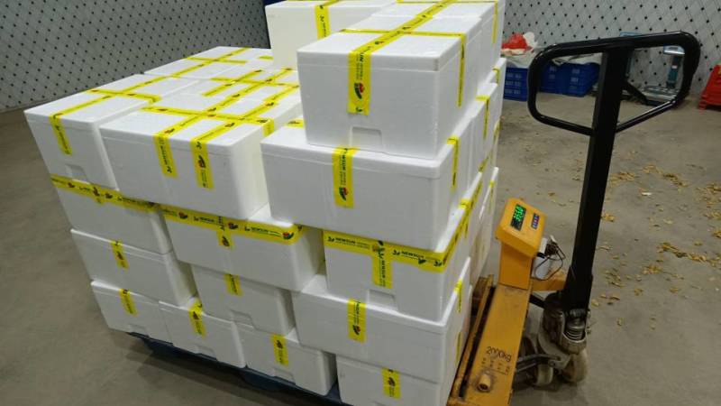国家绿色食品认证健康美味水果黄瓜大量供应