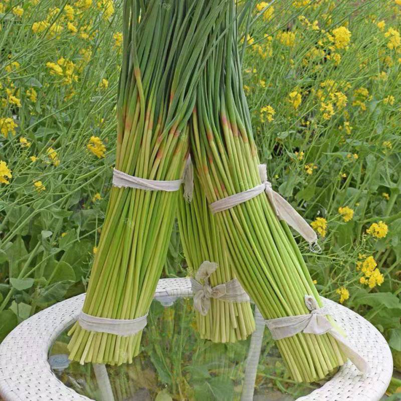 山东精品红帽蒜薹基地种植质量优良货源充足稳定对接全国客商