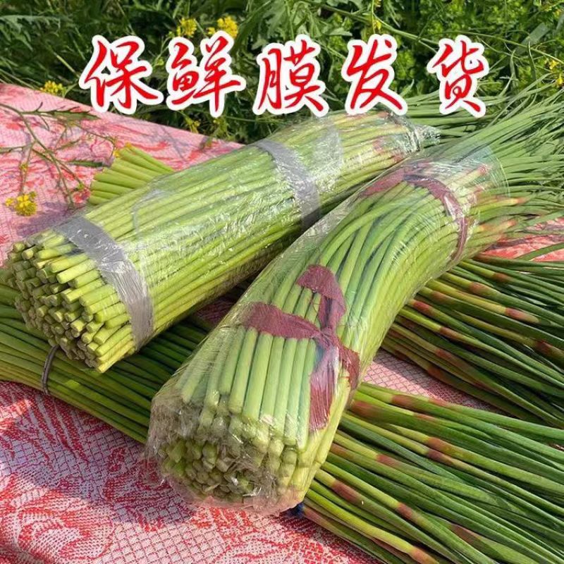 山东精品红帽蒜薹基地种植质量优良货源充足稳定对接全国客商