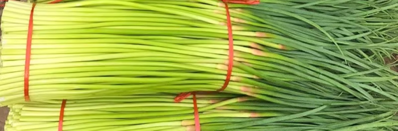 山东精品红帽蒜薹基地种植质量优良货源充足稳定对接全国客商