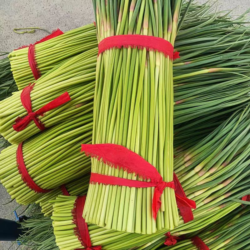 山东精品红帽蒜薹基地种植质量优良货源充足稳定对接全国客商