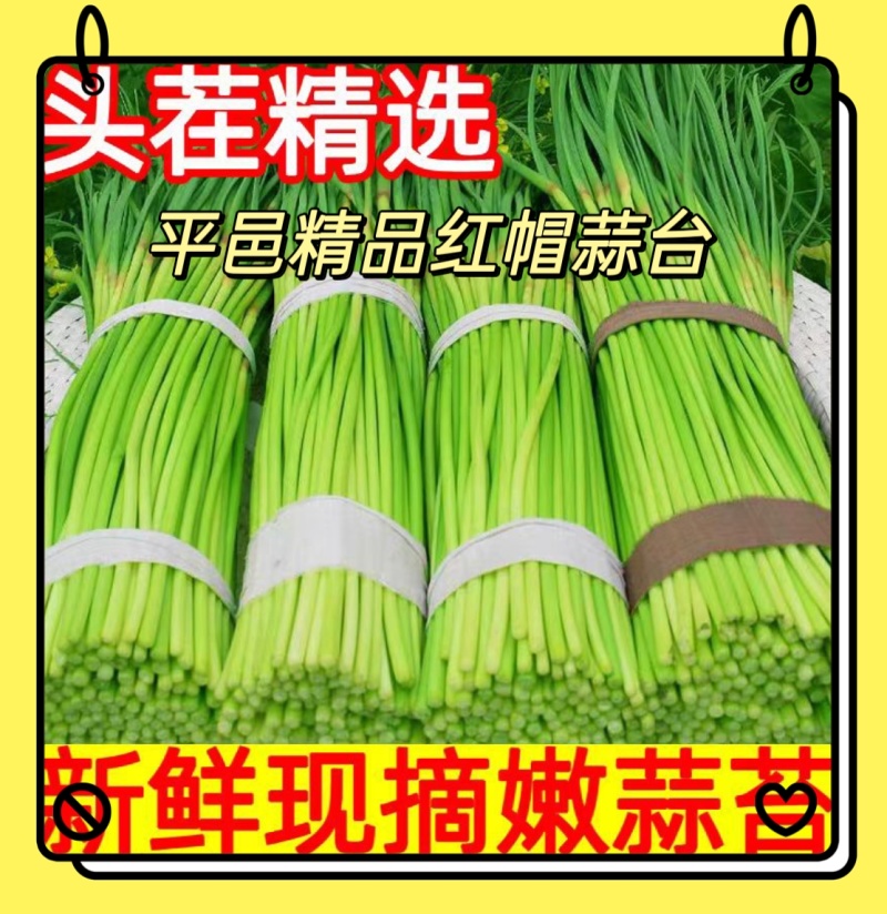 山东精品红帽蒜薹基地种植质量优良货源充足稳定对接全国客商