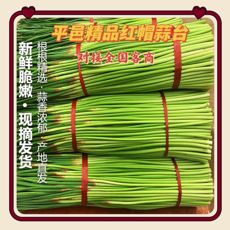 山东精品红帽蒜薹基地种植质量优良货源充足稳定对接全国客商