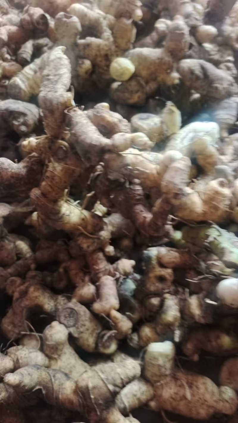 黄精/野生黄精/黄精鲜货/大量供应野生黄精。可批发零售。