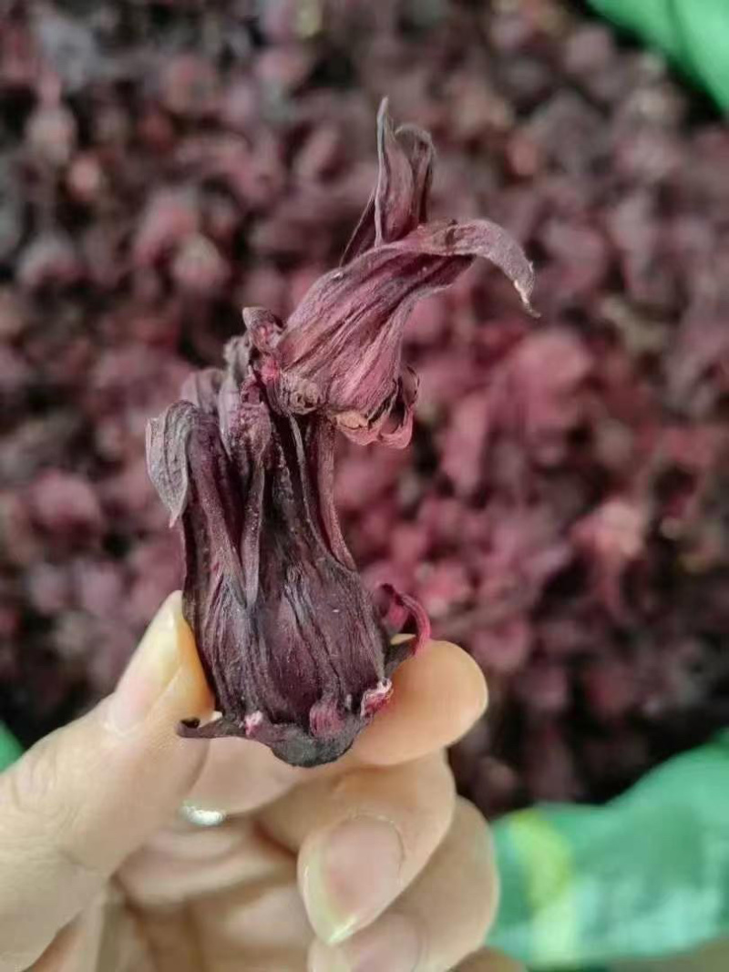 洛神花玫瑰茄云南洛神花产地直销