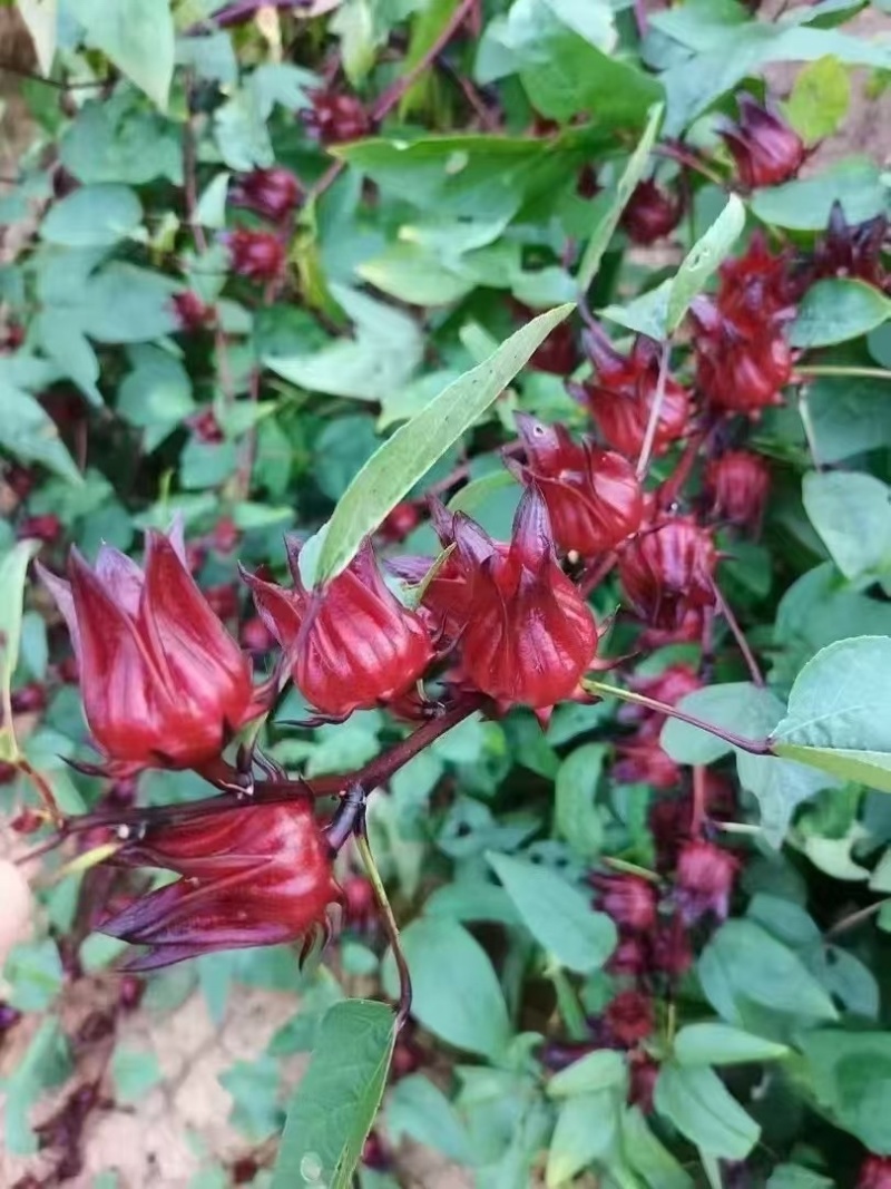 洛神花玫瑰茄云南洛神花产地直销