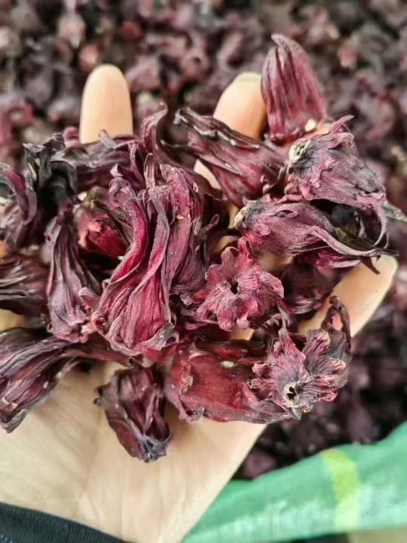 洛神花玫瑰茄云南洛神花产地直销