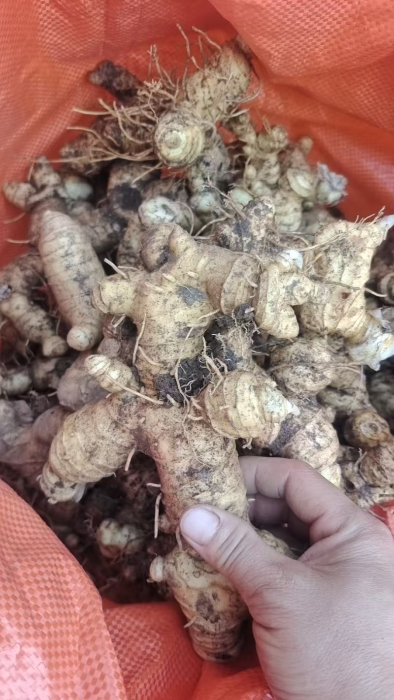 野生姜型黄精/多花姜型黄精/黄精供应物美价廉/广西直发/
