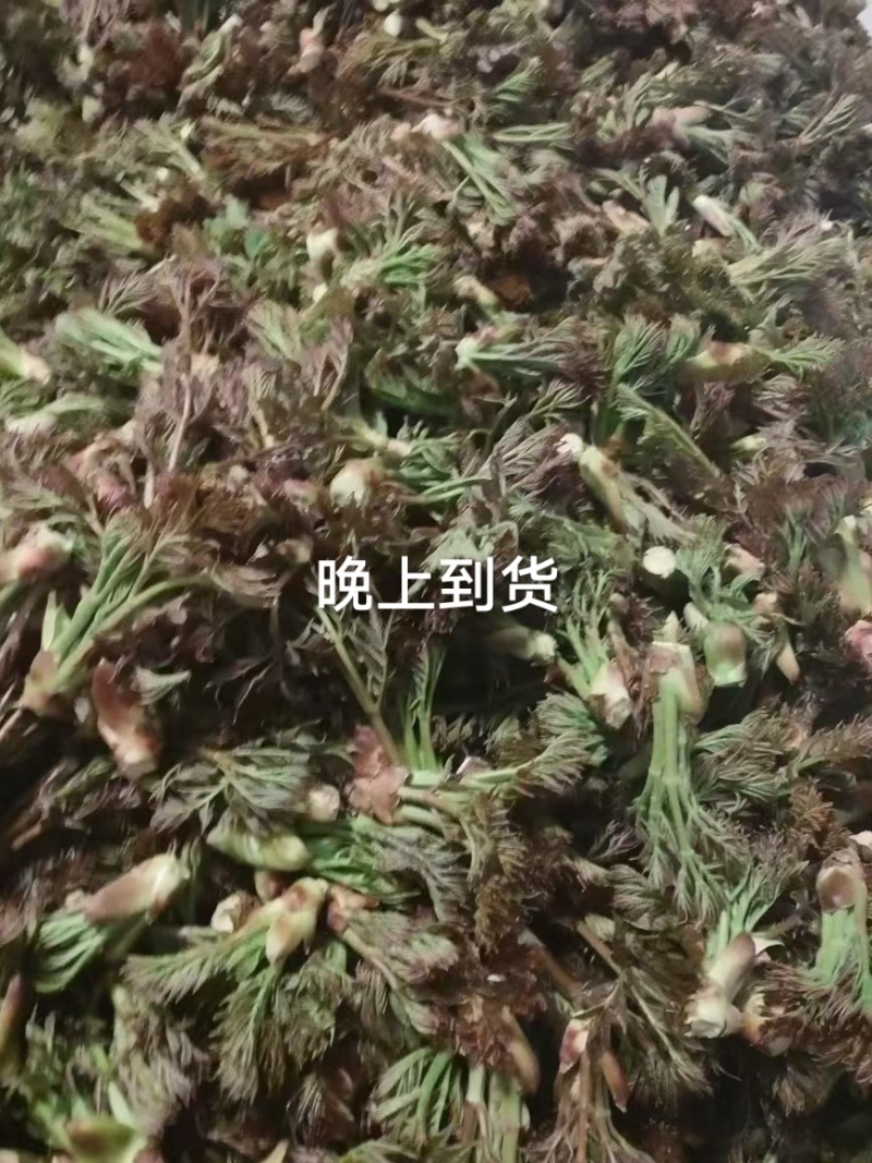 刺嫩芽
