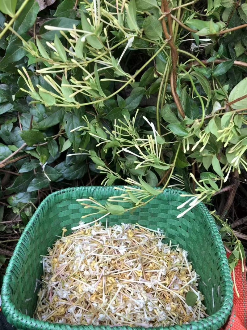金银花云南金银花2025年新货大量上市