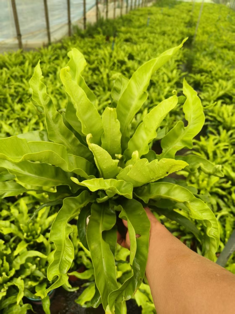 鸟巢蕨