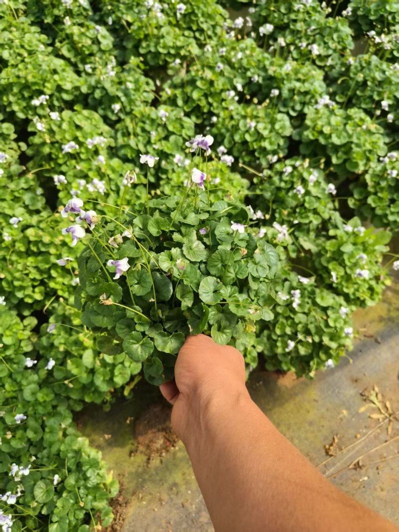 熊猫堇